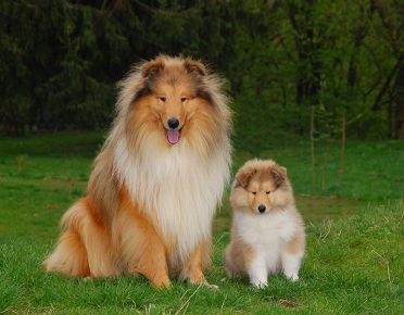 Collie