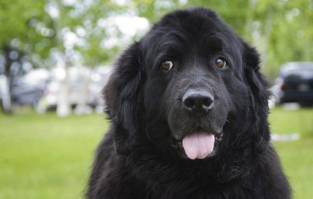 Newfoundland