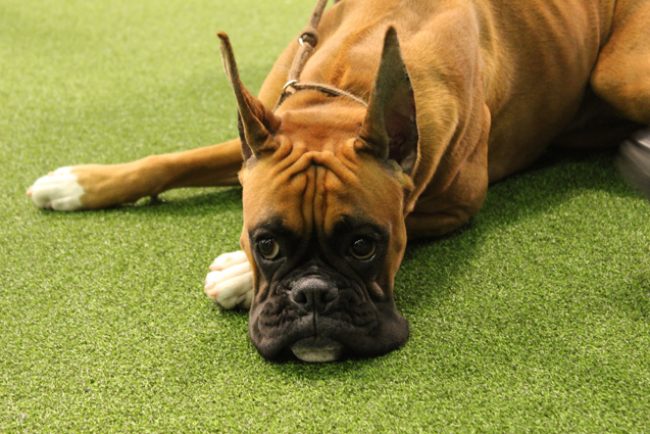 Boxer