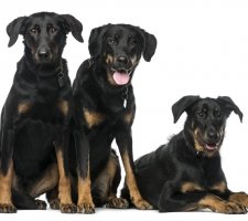 „Beauceron