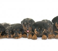 „Beauceron