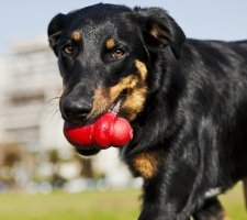 „Beauceron