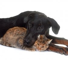 „Beauceron