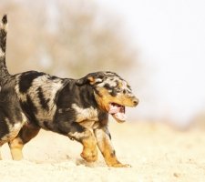 „Beauceron