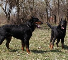 „Beauceron