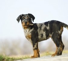 „Beauceron