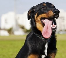 „Beauceron