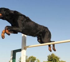 „Beauceron