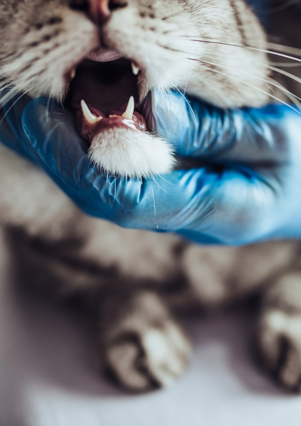 „Veterinár