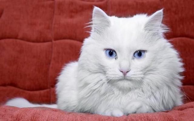 Modrooký blond je snom každého dievčaťa Modrooký blond je snom každého dievčaťa