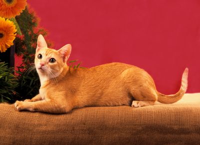Ceylon Cat