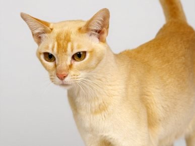 Ceylon Cat