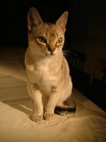 Ceylon Cat
