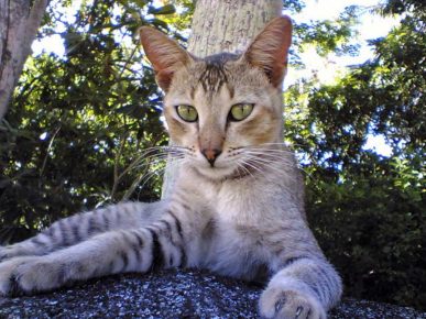 Ceylon Cat