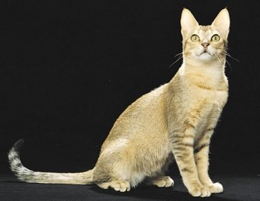 Ceylon Cat