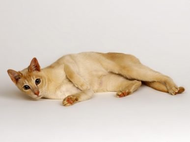 Ceylon Cat