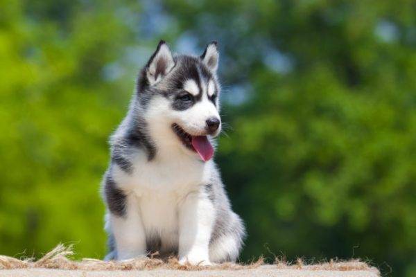 husky šteňa