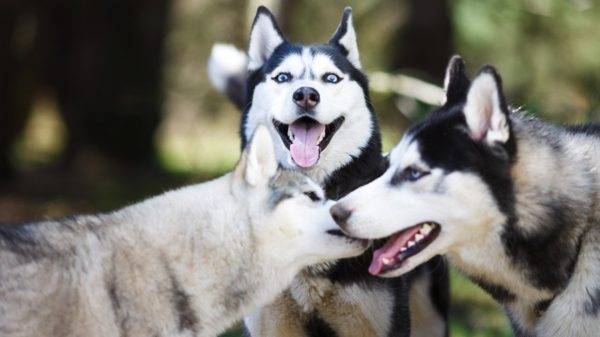 tri husky