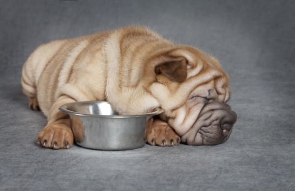 Čo nakŕmiť sharpei