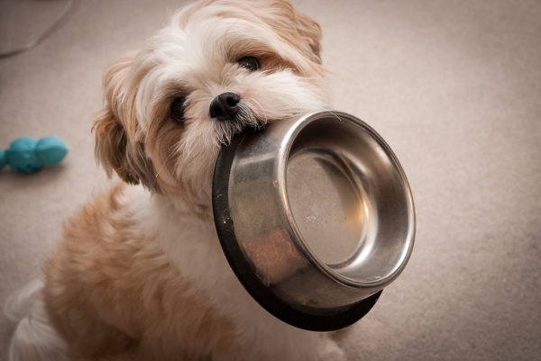 Ako nakŕmiť Shih Tzu