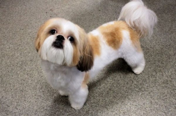 Ako nakŕmiť Shih Tzu, prečítajte si článok.