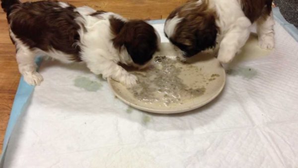 Shih Tzu jesť