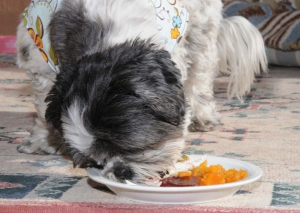 Prírodná strava Shih Tzu