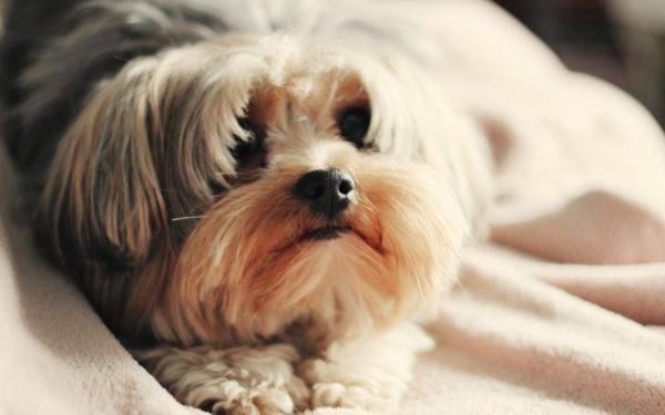 Najlepšie suché jedlo pre Shih Tzu