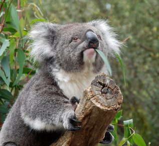 Koala obeduje