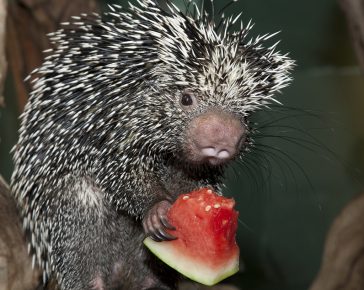 Dikobraz jej melón