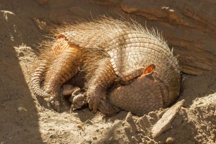 Armadillo spí