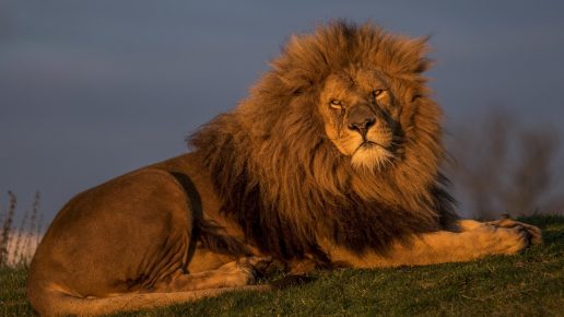 The Lion