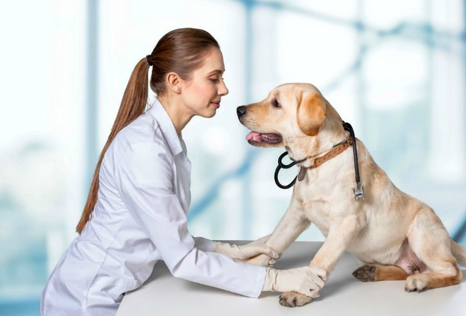 Dysplazia psa hip diagnostika, liečba a prognóza