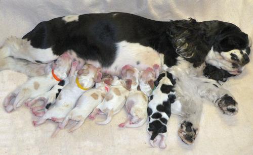 Eklampsia (postpartum tetany) u psov: príčiny, príznaky a liečba