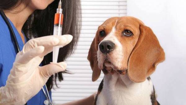 beagle u veterinára