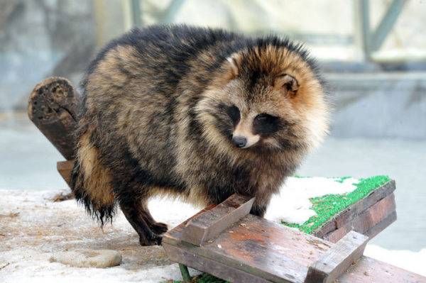 mýval mýval v zoo