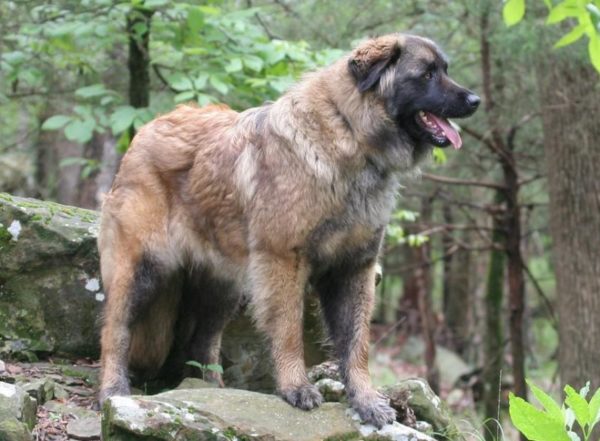 Estrel Shepherd Prečítajte si článok