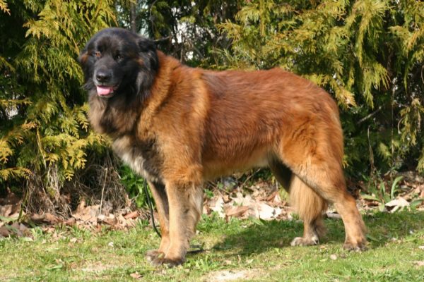 Estrel Sheepdog sa pozerá