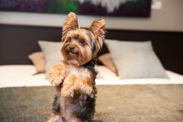 Postava Yorkshire Terrier prečítať článok