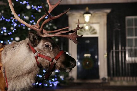 Reindeer