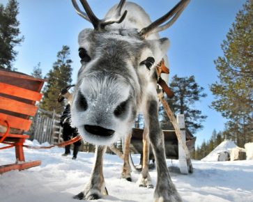 Reindeer