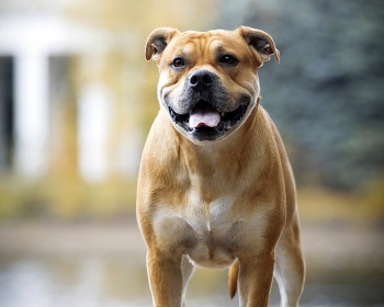 Ca de Bo (major mastiff) Perro de Presa Mallorquin