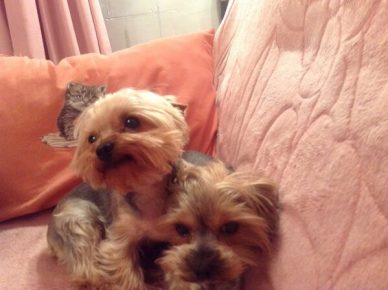 Yorkshire Terrier Borodina