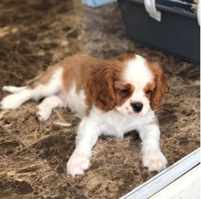 Bertie