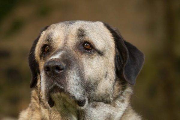 „Kangal
