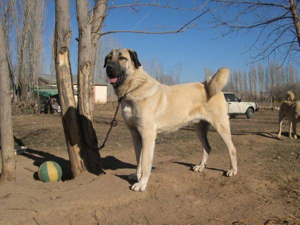 Kangal na prechádzku