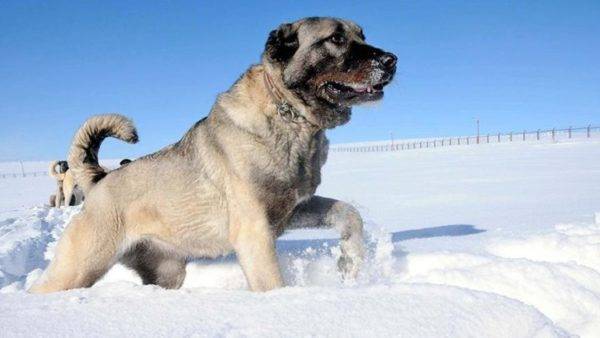 Kangal v zime