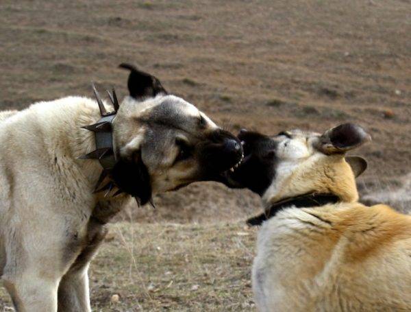 Kangal