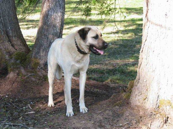 Stánky Kangal