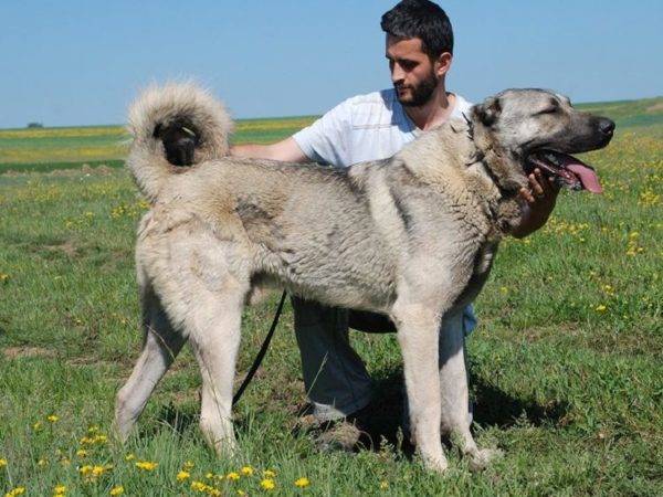 „Kangal